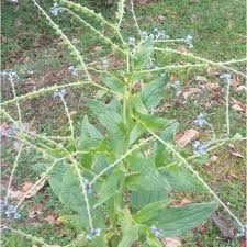 Image result for Cynoglossum lanceolatum