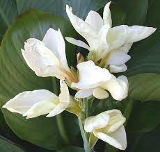 Pin On Gardening