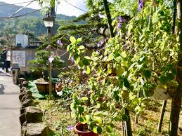 Dec 08, 2012 · 從南到北都有的香客大樓，住宿的品質讓人跌破眼鏡，不只有些完全不收費，甚至還設有專人提供六星級服務。想環島旅行又想省錢，還要感受另類住宿「保平安」的人，不妨以台灣從北到南都有的廟宇香客大樓為據點，展開與. ä¸Šå±±åƒé‡Žèœ çœ‹å¤œæ™¯é™½æ˜Žå±±é¤å»³æŽ¨è–¦ æ¾ç«¹åœ'åœŸé›žåŸŽ Yahooå¥‡æ'©æ—…éŠ