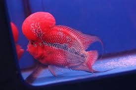 Image From Http Www Tiewpakklang Com Wp Content Uploads 2013 02 201102011748297170 1 Jpg Freshwater Aquarium Fish Aquarium Fish Cichlids