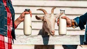 Walau bagaimanapun, jika duduk di kawasan bandar. Khasiat Susu Kambing Etawa Murni Untuk Kesehatan Harapan Rakyat Online