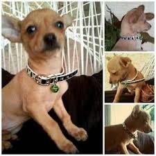 Gorgeous chiweenie puppies 8 weeks old doing great on the potty training. Phoenix Pets Craigslist Pets Craigslist Pets Pet Owners