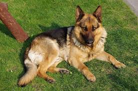 German Shepherd Dog Dog Breeds Pictures German Shepherd Dogs Dog Breeds Shepherd Dog