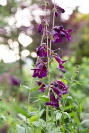 Image result for Penstemon
