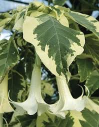 Image result for Brugmansia