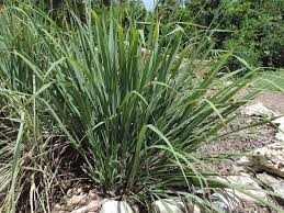 Image result for Cymbopogon pospischilii