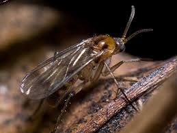 Image result for Gnidia chapmanii