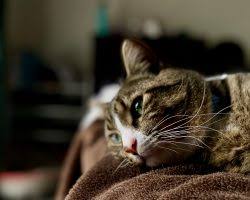 Pentru a evita inmultirea fara masura a animalelor de companie, in special a pisicilor, din ce in ce mai multi stapani aleg sa le castreze, fapt chiar recomandat de medicii veterinari. De Ce Vomita Pisicile Cauze Si Tratament