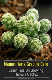 Cactus (cactaceae) can be ideal indoor plants, and they come in many sizes and shapes. Mammillaria Gracilis Care Learn Tips On Growing Thimble Cactus Cactus Plant Pots Easy Plants To Grow Cactus Flower