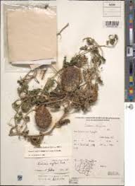 Image result for Cucumis zeyheri