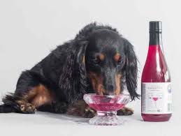 Resultado de imagem para cachorros e vinhos