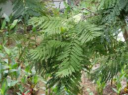 Image result for Mimusops obtusifolia