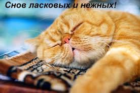 ÐÐ°ÑÑÐ¸Ð½ÐºÐ¸ Ð¿Ð¾ Ð·Ð°Ð¿ÑÐ¾ÑÑ ÐºÐ°ÑÑÐ¸Ð½ÐºÐ¸ Ð°Ð½Ð¸Ð¼Ð°ÑÐ¸Ñ ÑÐ¿Ð¾ÐºÐ¾Ð¹Ð½Ð¾Ð¹ Ð½Ð¾ÑÐ¸