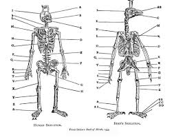 Comparative Anatomy Human Bird Belon 1555 Human Skeleton Anatomy Bird Human Skeleton
