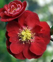 Image result for Chaenomeles japonica