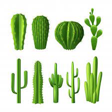 Of course, there are the spikes also serve as distinctive features of different cacti plants. Different Types Of Cactus Plants Realistic Decorative Icons Set Free Vector On Freepik