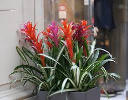 Image result for Bromeliaceae