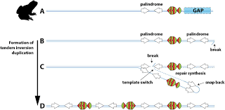 Is the dark side of the force addictive? Family Saga Reconstructing The Evolutionary History Of A Functionally Diverse Gene Family Reveals Complexity At The Genetic Origins Of Novelty Biorxiv