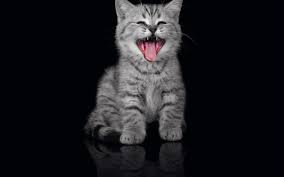 We did not find results for: 18 Cute Cat Pictures And Cat Wallpapers Because Cats Are Cool