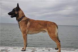 belgijskie ovcharki malinua rabochie sobaki nashi lyubimye porody belgijskij malinua ovcharka vladelcy sobak