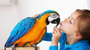 We did not find results for: Best Birds For A Beginner Pet Bird Youtube