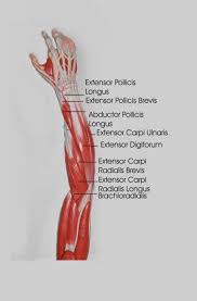 The muscles on the anterior side of the forearm, such. Forearm Stretches What You Need To Know To Prevent Injuries