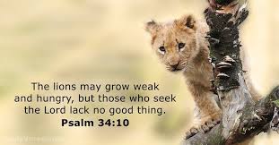 The Lions May Grow Weak And Hungry But Those Who Seek The Lord Lack No Good Thing Animals Lion Pictures Cute Lion