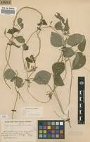 Image result for Vigna racemosa