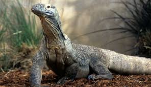Hasil gambar untuk komodo