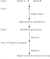 Check spelling or type a new query. Pdf Plant Cell And Tissue Culture Introduction To Plant Biotechnology Semantic Scholar