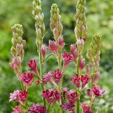 Image result for Polianthes tuberosa