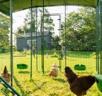 Amazon.com: Omlet Comedero para pollos | Hecho de plástico ...
