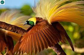 Https Www Facebook Com Pages Thi C3 8an Nhi C3 8an K E1 Bb B2 Th C3 9a 171150349611448 Chim Thien đường đại đế Emperor Bird Of Paradise Paradisaea Gu Vogels