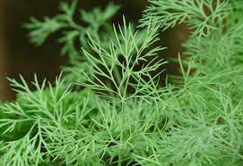 Plante d'int?rieur qui ?loigne les mouches. Plante Anti Mouche La Liste Des 25 Plantes Les Plus Efficaces