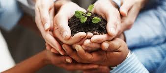Tree plantation is good for the environment. The Best Way To Write A Good 5 Paragraph Illustration Essay