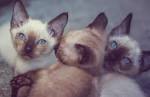 Kwazy Siamese Cattery - Home | Facebook