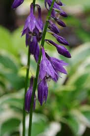 We did not find results for: Hostas Forum What Are Your Favorite Varieties With Purple Flowers Garden Org