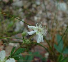 Image result for Stemodiopsis