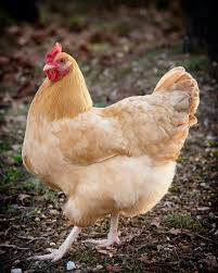 If you're looking for a steady egg layer with a good disposition and a sturdy build, the buff orpington is a great choice of chicken for beginner poultry lovers and seasoned professionals. Buff Orpington Chickens All You Need To Know About This Delightful Breed Heritage Acres Market Llc