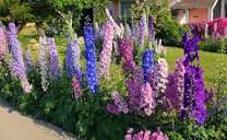 Gardening: What you need to know about delphiniums – Orange County ...