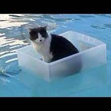 Cats Will Make You Laugh Your Head Off D Funnycatcompilation Video Courtesy Tiger Funnyworks Gatos Y Perros Divertidos Gatitos Divertidos Perro Gato