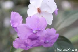 Image result for Pupalia grandiflora