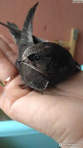 Результат пошуку зображень за запитом "стриж"