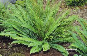 Polystichum Munitum Western Sword Fern Are We Ok On The Soil Looks Like You Samambaia Looks