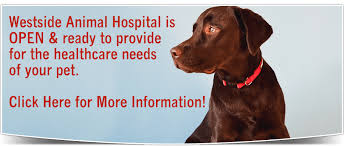 Find 1 listings related to westside veterinary clinic in salina on yp.com. Vet Clinic In Pooler Savannah Ga Animal Hospital