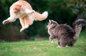 Kesulitan, penipuan, dan nasib buruk. Arti Sebenarnya Mimpi Melihat Kucing Berkelahi Menurut Primbon Jawa