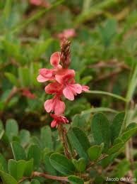 Image result for Indigofera spicata