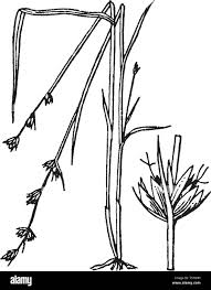 Image result for Scleria