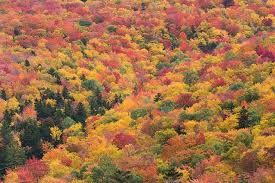Image result for New England fall