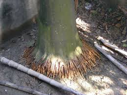 Are Palm Tree Roots Dangerous Gardening On